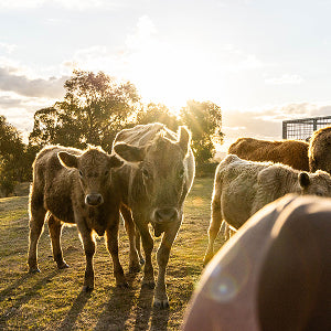The Farm - Image 5