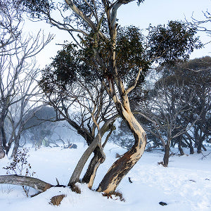 Mt Hotham - Image 4