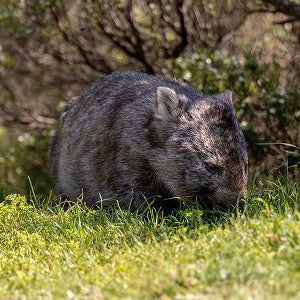 Wilsons Promontory - Image 2